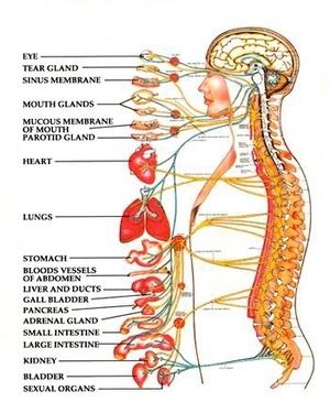 SALUTE E BENESSERE - Riallineamento colonna vertebrale